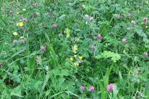 Flora including yellow rattle at Penterry Park
